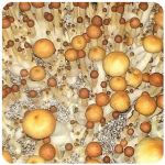 Псилоцибиновые (галлюциногенные)  грибы Psilocybin "Golden Teacher" в Сорочинске