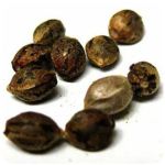 Семена марихуаны АК-47  (Seeds AK-47) в Сорочинске